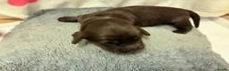 Miniature Dachshund dogs for sale: Long haired Miniature Dachshunds - Advert 2
