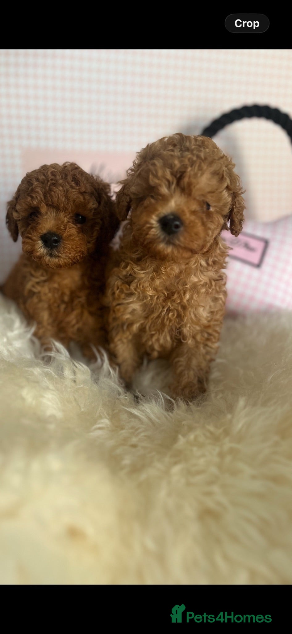 Toy Poodle dogs True toy poodle girls PRA clear  - Advert 1