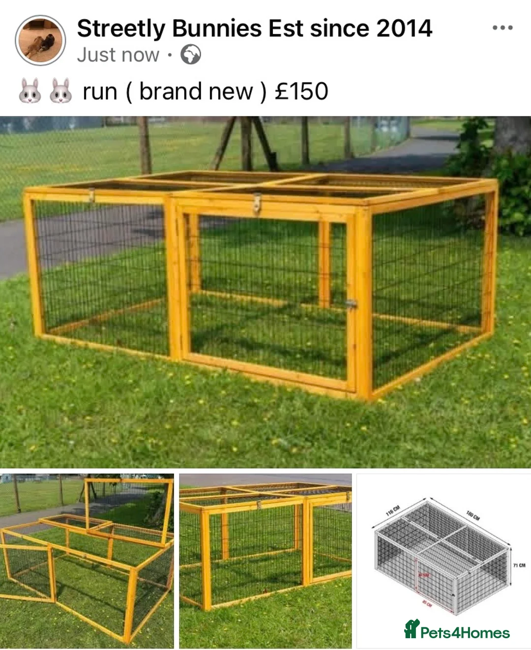 Mini Lop rabbits for sale: Mini lops  ( Est since 2014 ) - Advert 4