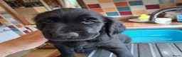 Mixed Breed dogs for sale: Beautiful female puppy - Advert 3