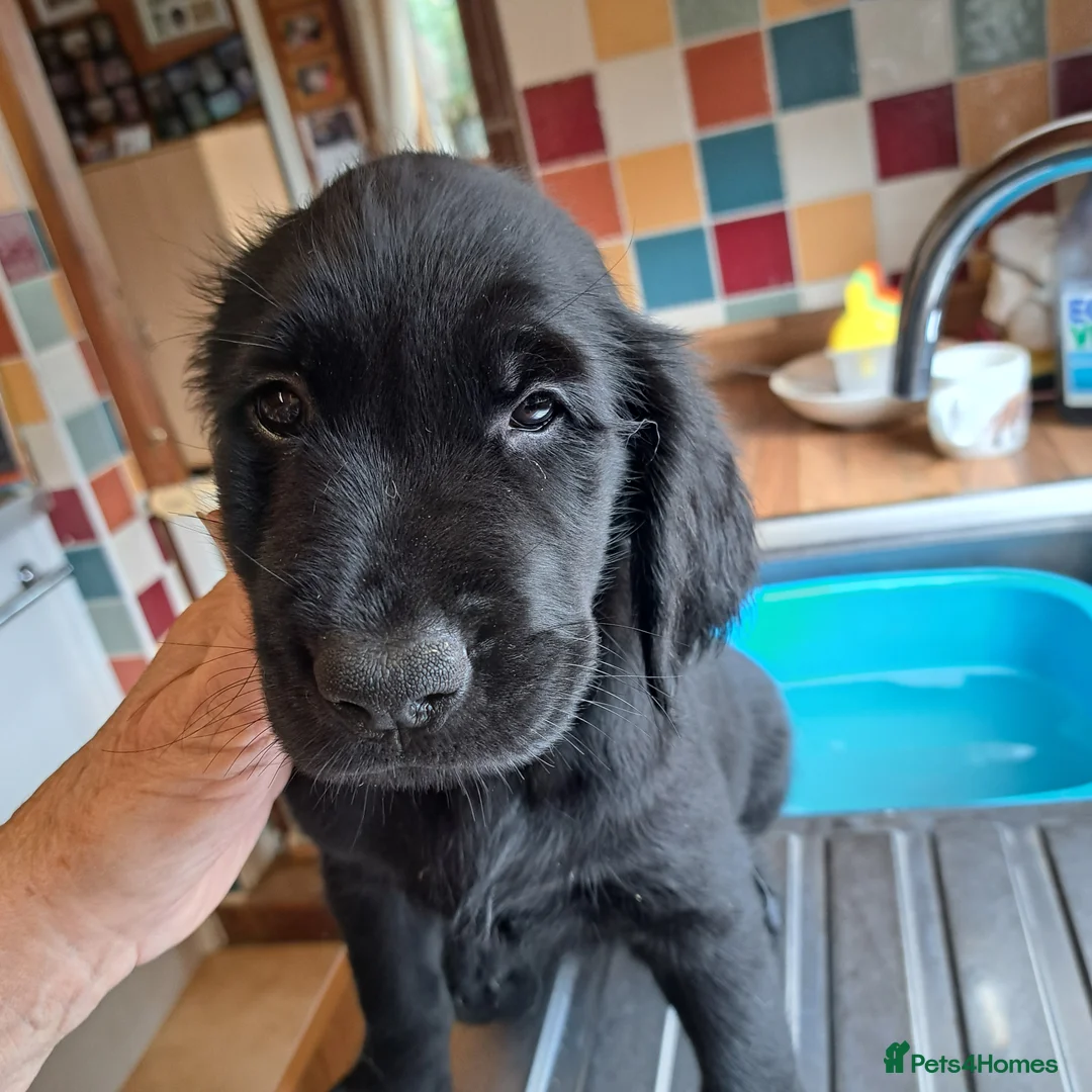 Mixed Breed dogs for sale: Beautiful female puppy - Advert 3