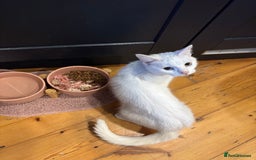 Turkish Angora cats for sale: Azula, 6/7 year old female Turkish angora  - Advert 2