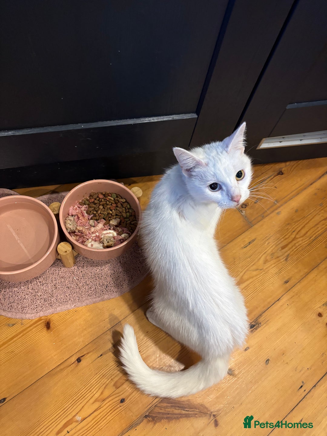 Turkish Angora cats for sale: Azula, 6/7 year old female Turkish angora  - Advert 2