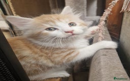 Mixed Breed cats for sale: Mix Mainecoon kittens - Image 4