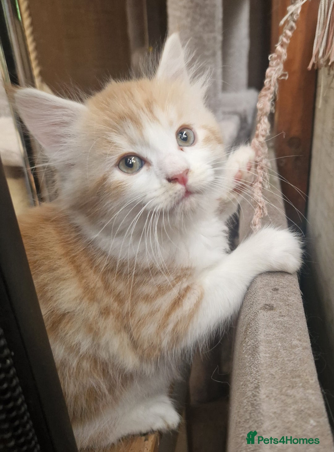 Mixed Breed cats for sale: Mix Mainecoon kittens - Image 4