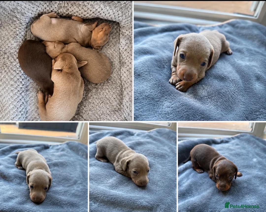 Miniature Dachshund dogs for sale: Miniature dachshund’s puppies  in Ashford - Advert 1
