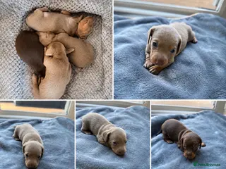 Miniature Dachshund dogs Miniature dachshund’s puppies - Advert 1