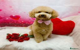 Miniature Poodle dogs for stud: Teddy KC Registered/Health tested Toy Stud in Wigan - Image 4