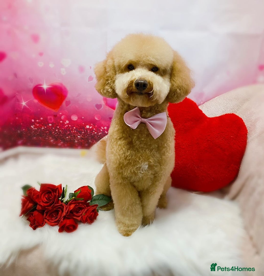 Miniature Poodle dogs for stud: Teddy KC Registered/Health tested Toy Stud in Wigan - Image 4