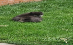Pomeranian dogs for sale: Beautiful 6 month old Pom for sale - Image 3