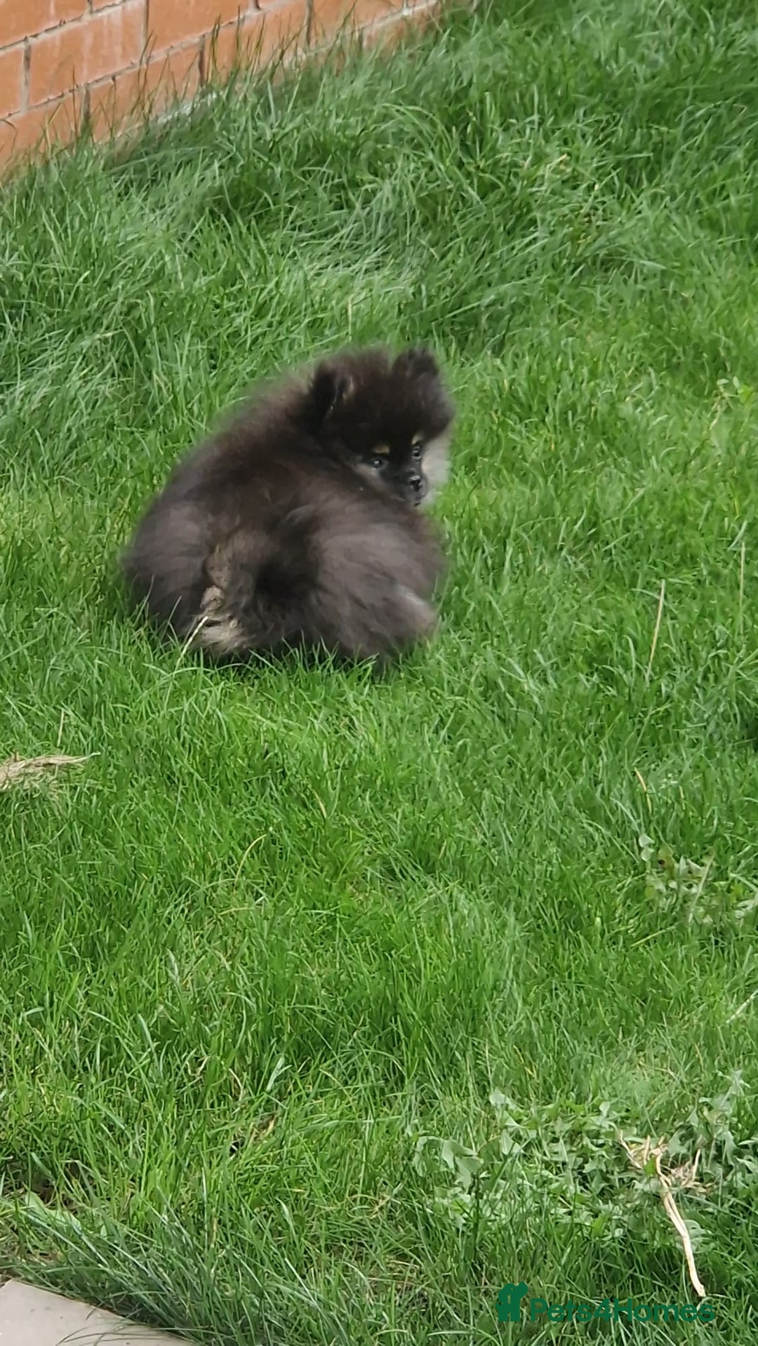 Pomeranian dogs for sale: Beautiful 6 month old Pom for sale - Image 3