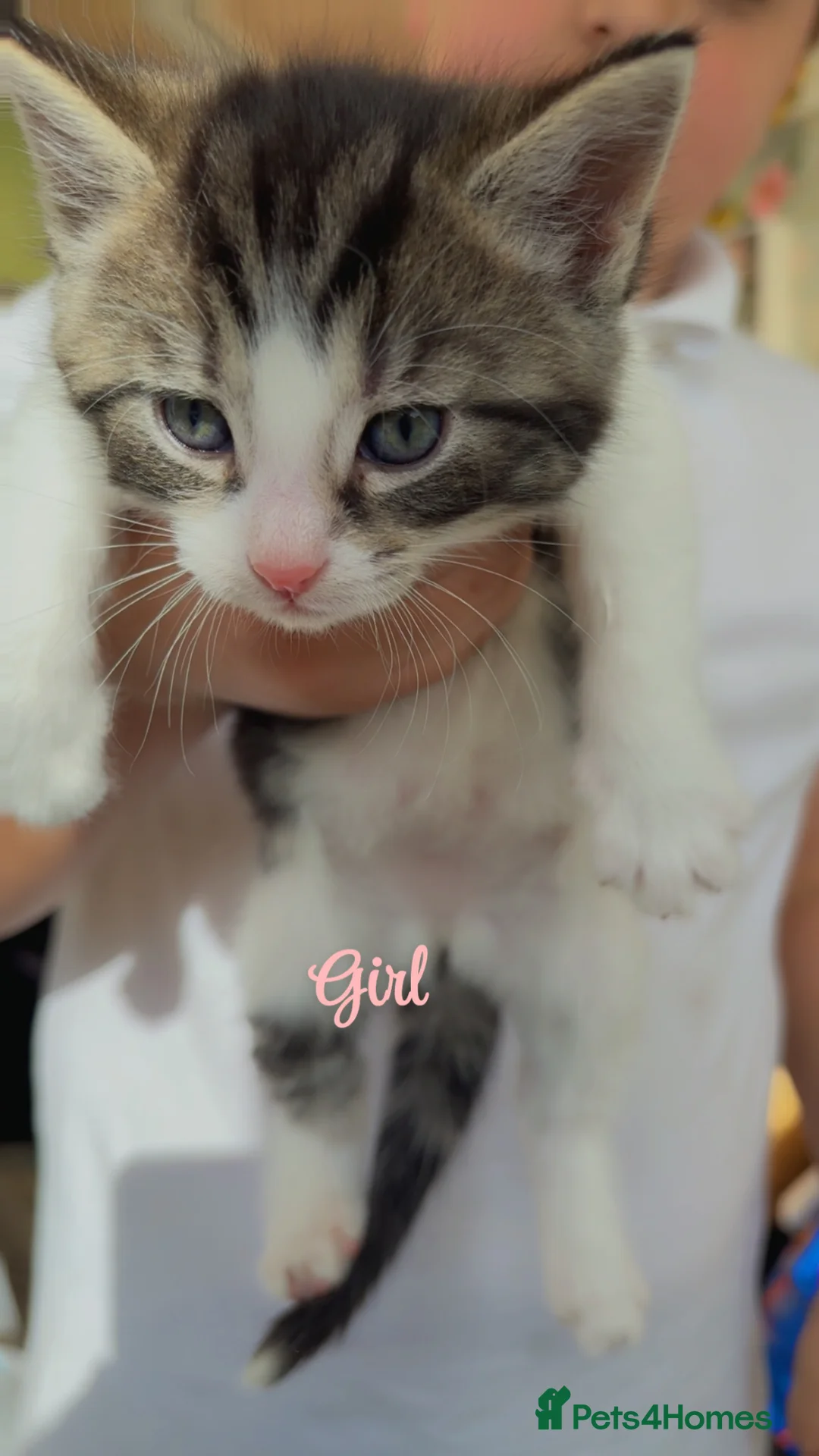 Mixed Breed cats for sale: 5 Beautiful kittens for sale in Hitchin - Advert 2