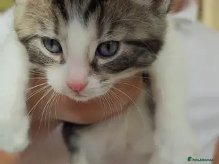 Mixed Breed cats 5 Beautiful kittens for sale - Advert 15