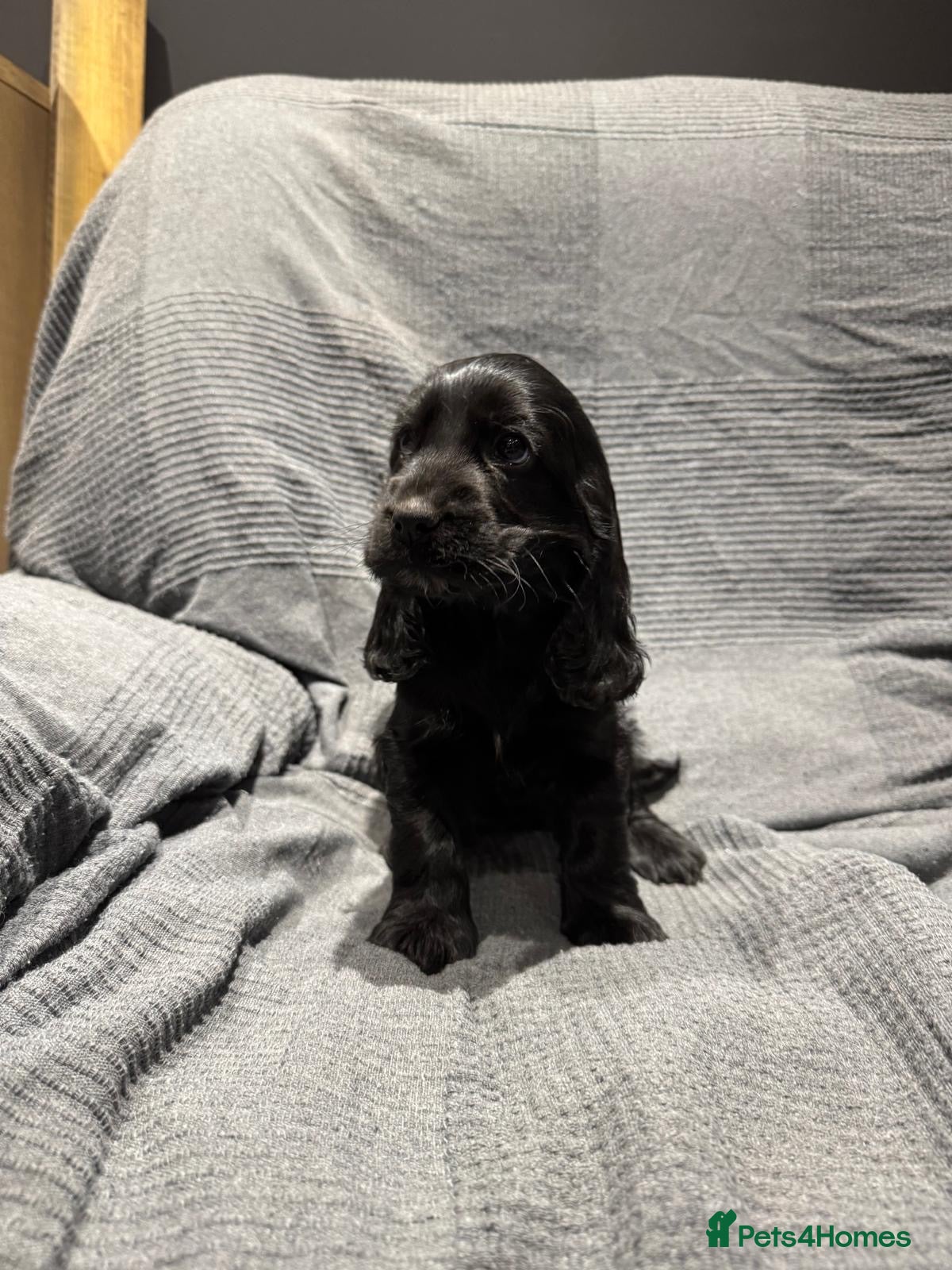 Cocker Spaniel dogs KC Show Cocker Spaniel  - Advert 18