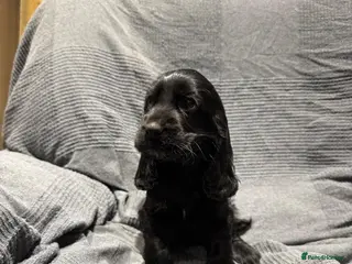 Cocker Spaniel dogs KC Show Cocker Spaniel - Advert 18