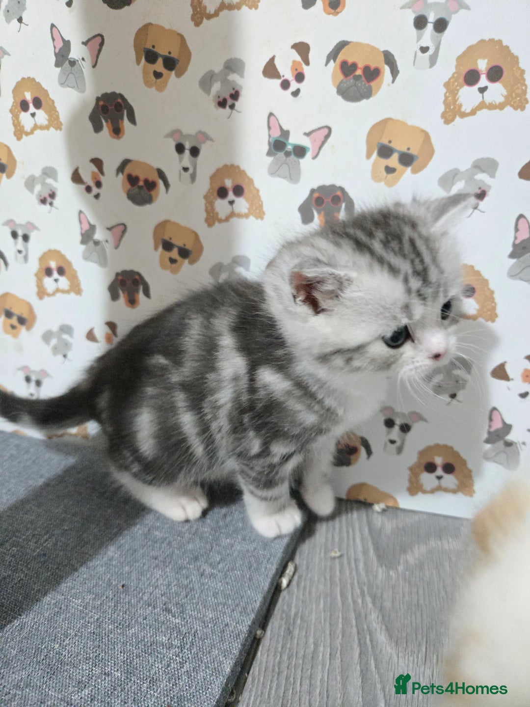 Brazilian Shorthair cats for sale: British shorthair x Persian  - Advert 14