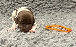 German Shorthaired Pointer dogs for sale: German Short Haired Pups - Serbian Blood Lines - Image 11