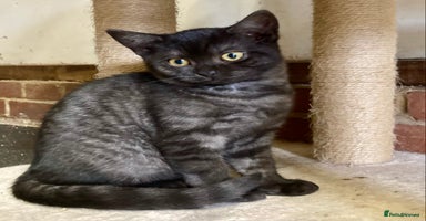 British Shorthair cats - Advert 13