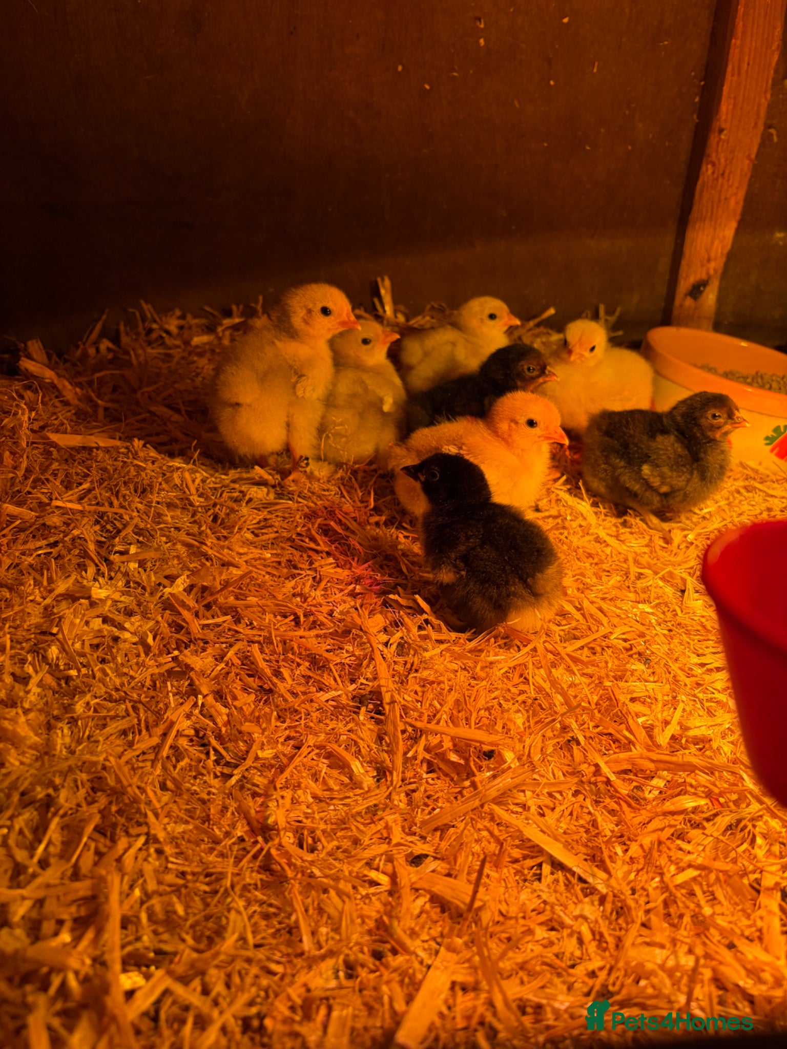 Chickens poultry Chicks for sale - Advert 5
