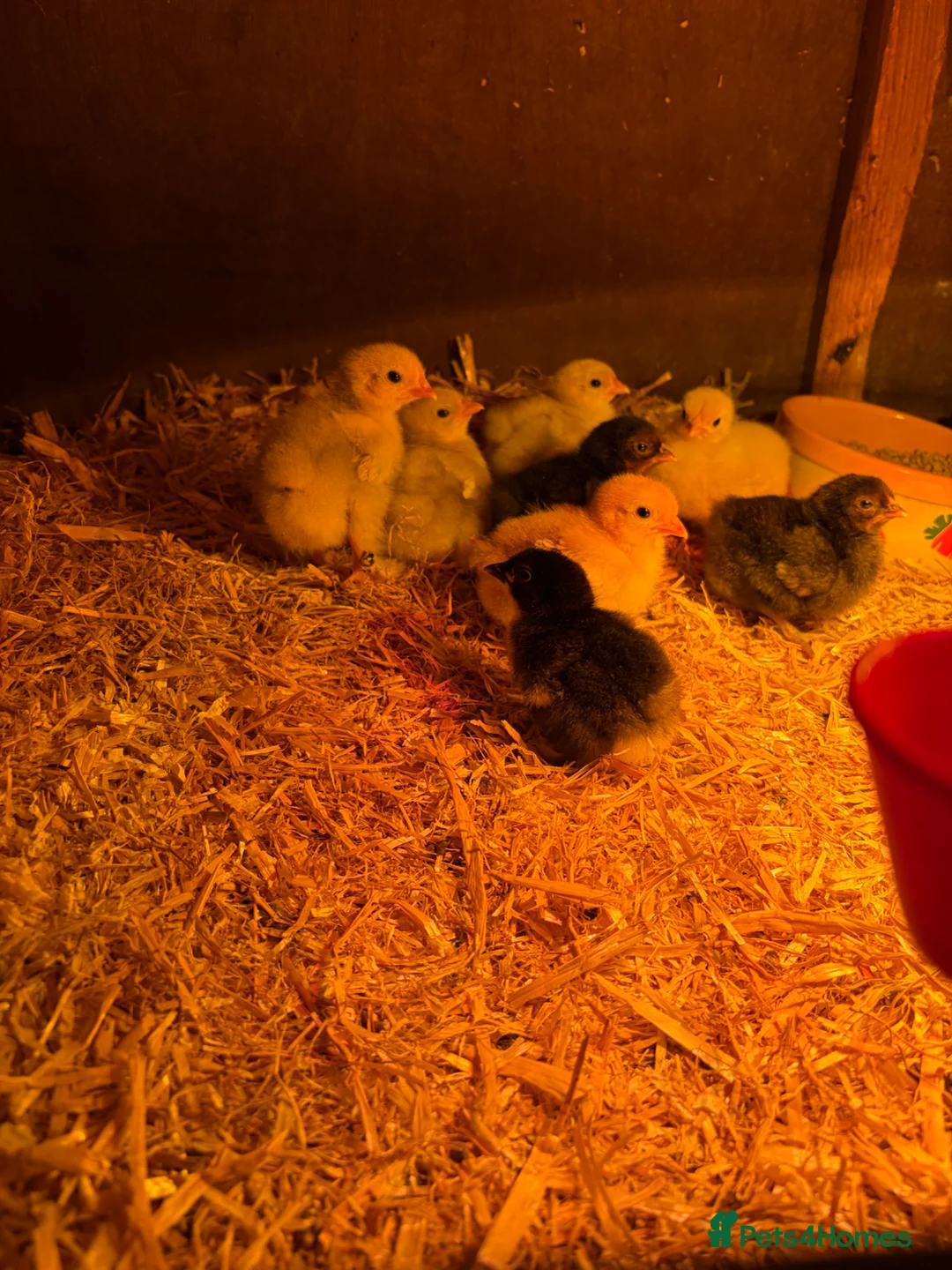 Chickens poultry for sale: Chicks for sale in Clackmannan - Advert 1