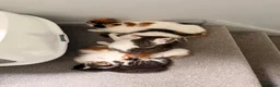 Mixed Breed cats for sale: 5 gorgeous playful little ones  - Advert 12