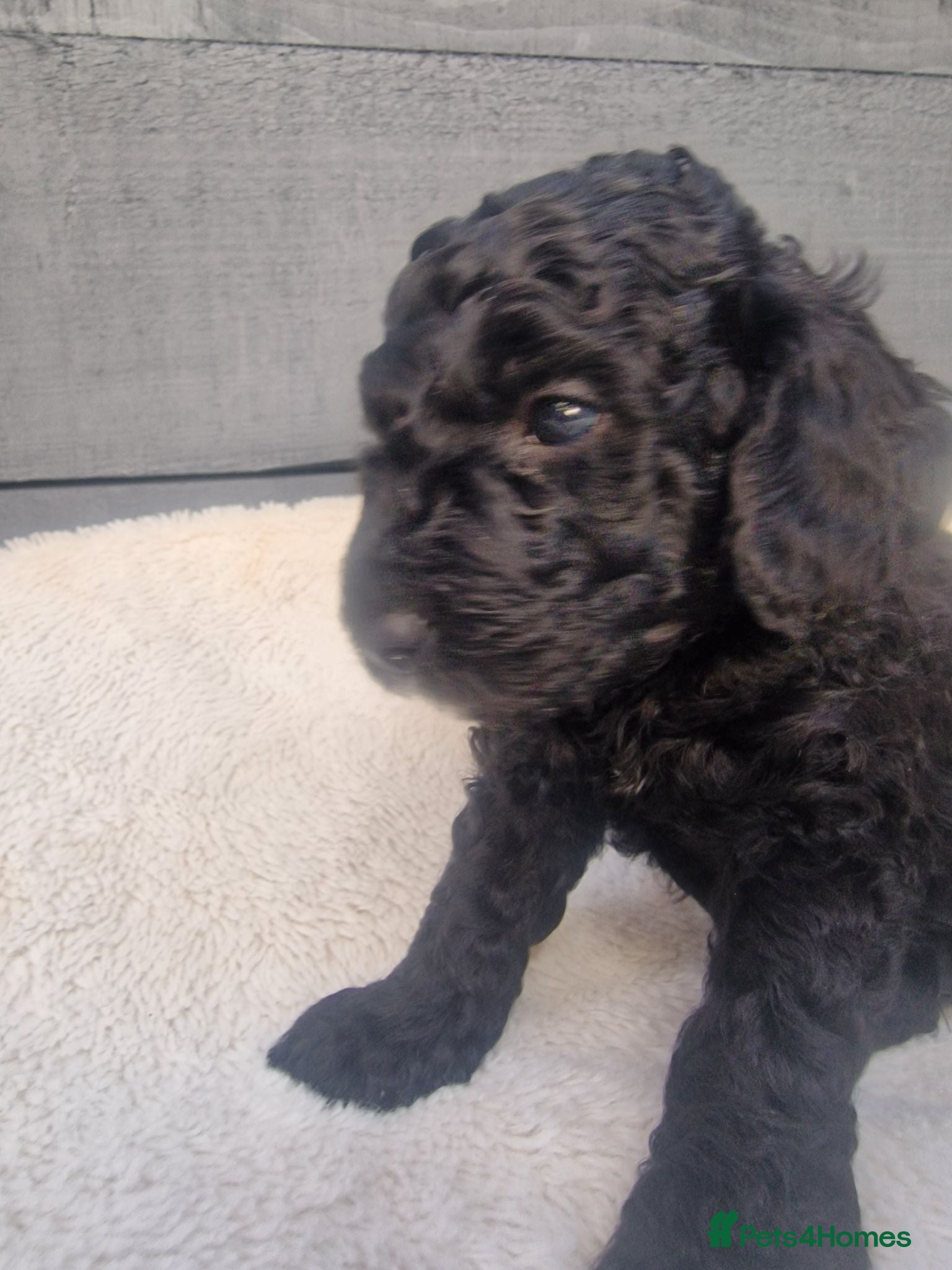 Cockapoo dogs Rare litter of F1BB cockapoos all hypoallergenic  - Advert 2