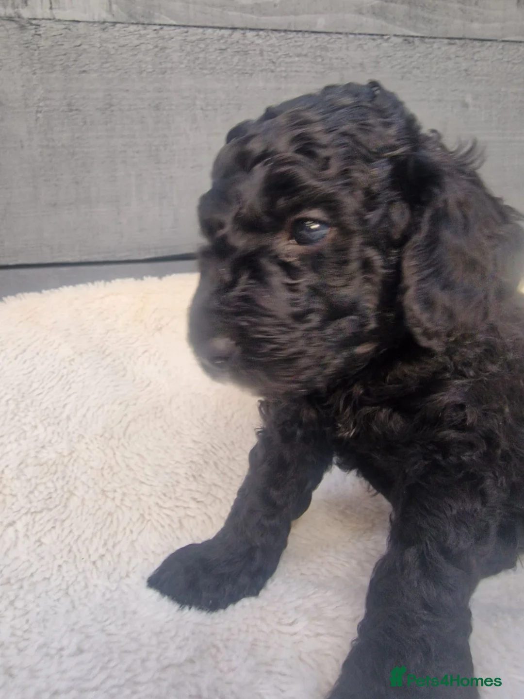 Cockapoo dogs for sale: Rare litter of F1BB cockapoos all hypoallergenic  in Middlesbrough - Advert 2