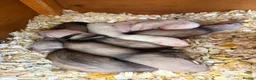 Ferret rodents for sale: Ferret kits in Rainham - Advert 2