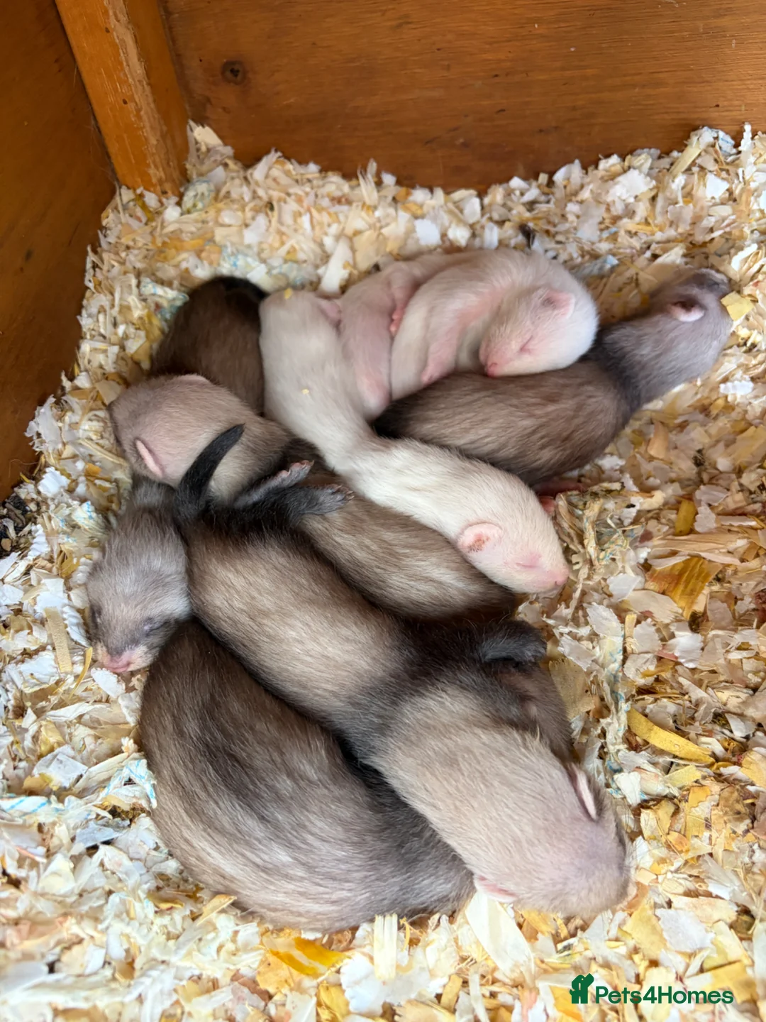 Ferret rodents for sale: Ferret kits in Rainham - Advert 2