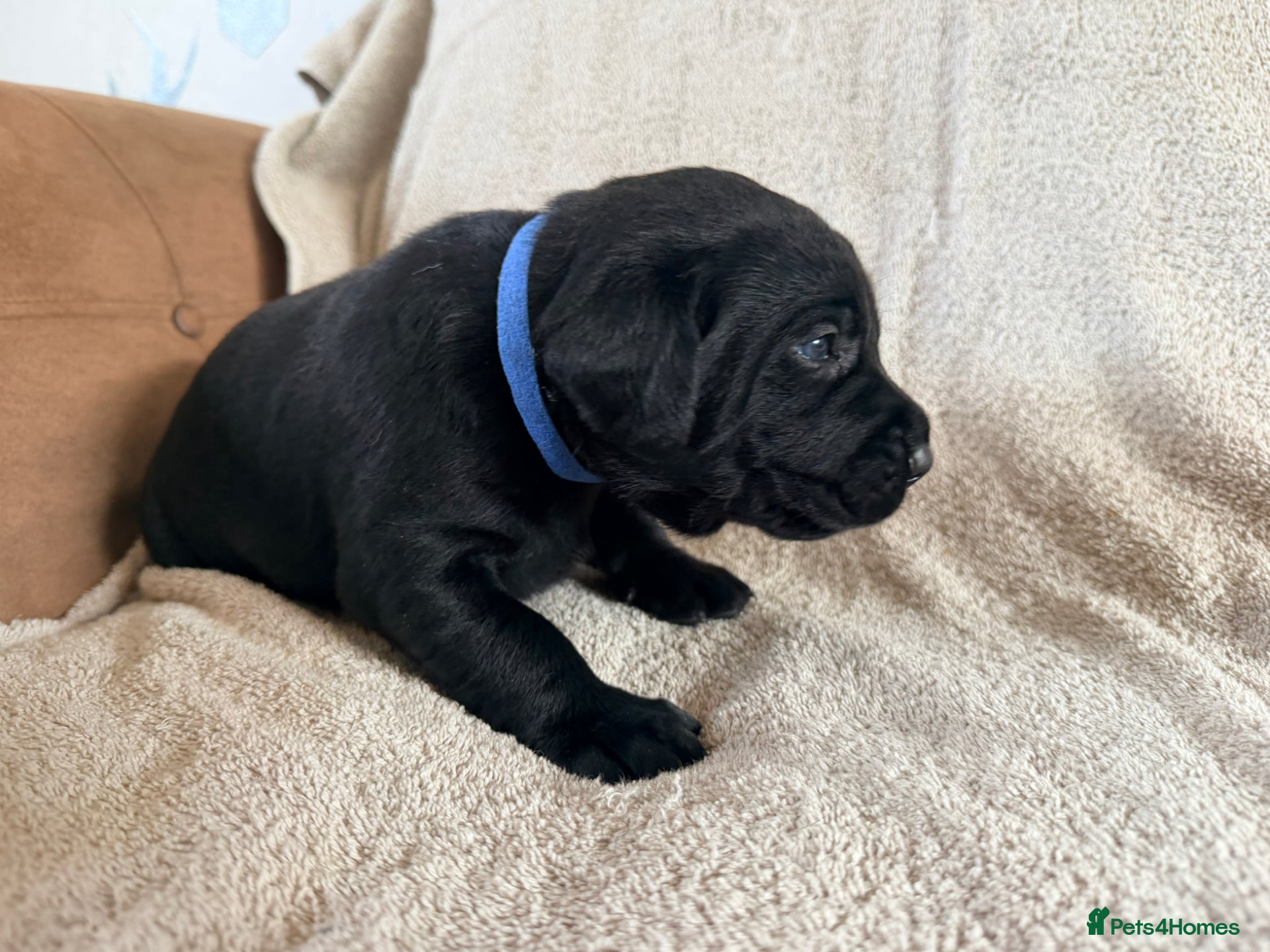 Labrador Retriever Puppy blue