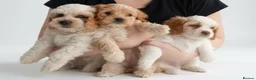 Mixed Breed dogs for sale: Hybrid dogs - Advert 22