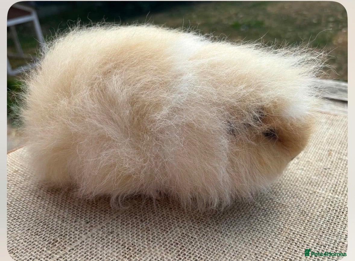 Guinea Pig rodents Beautiful Swiss & pet guinea pig sows - Advert 1