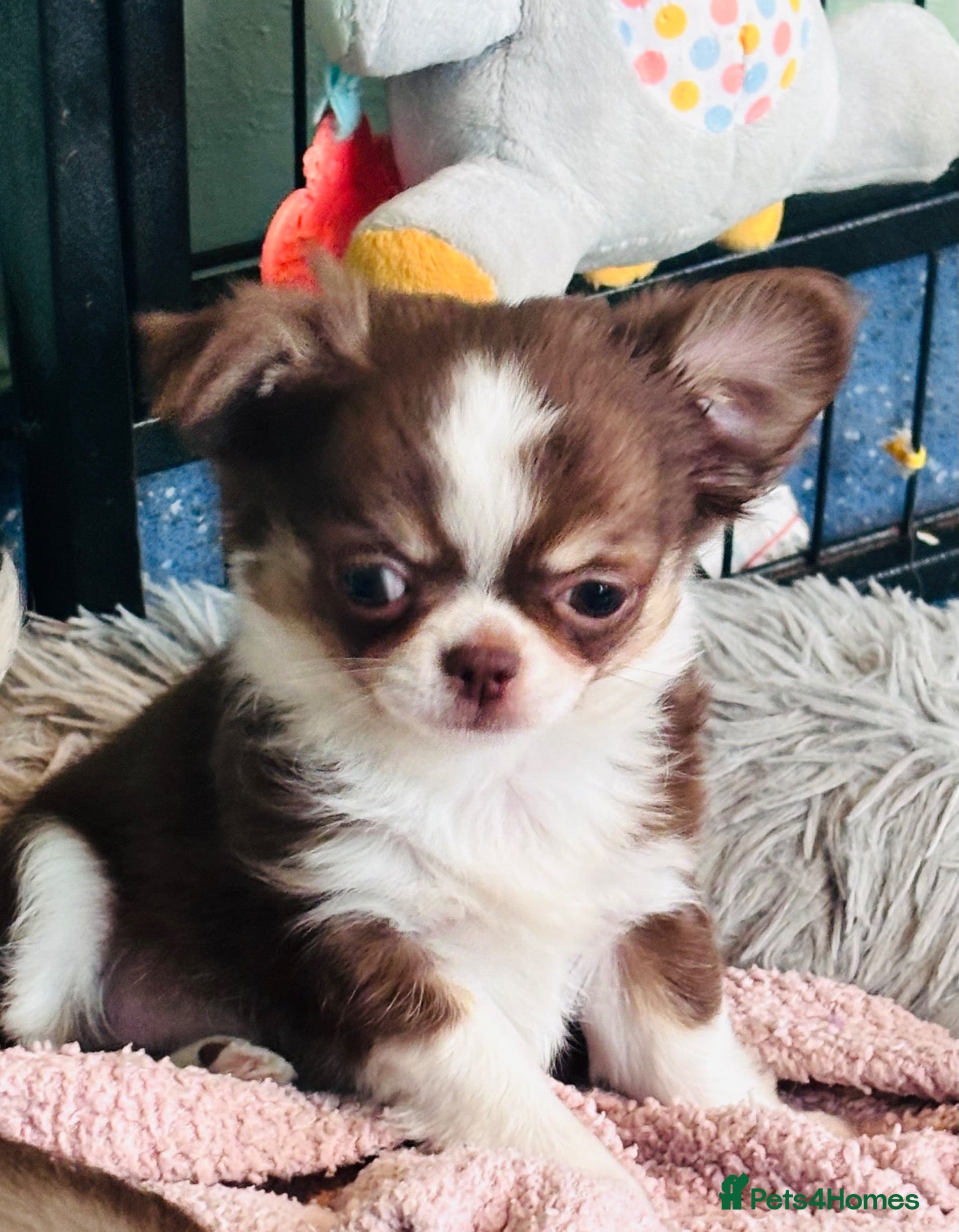 Chihuahua dogs Beautiful long coat puppies  - Advert 3