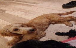 Cockapoo dogs for sale: Boy cockapoo  - Advert 6