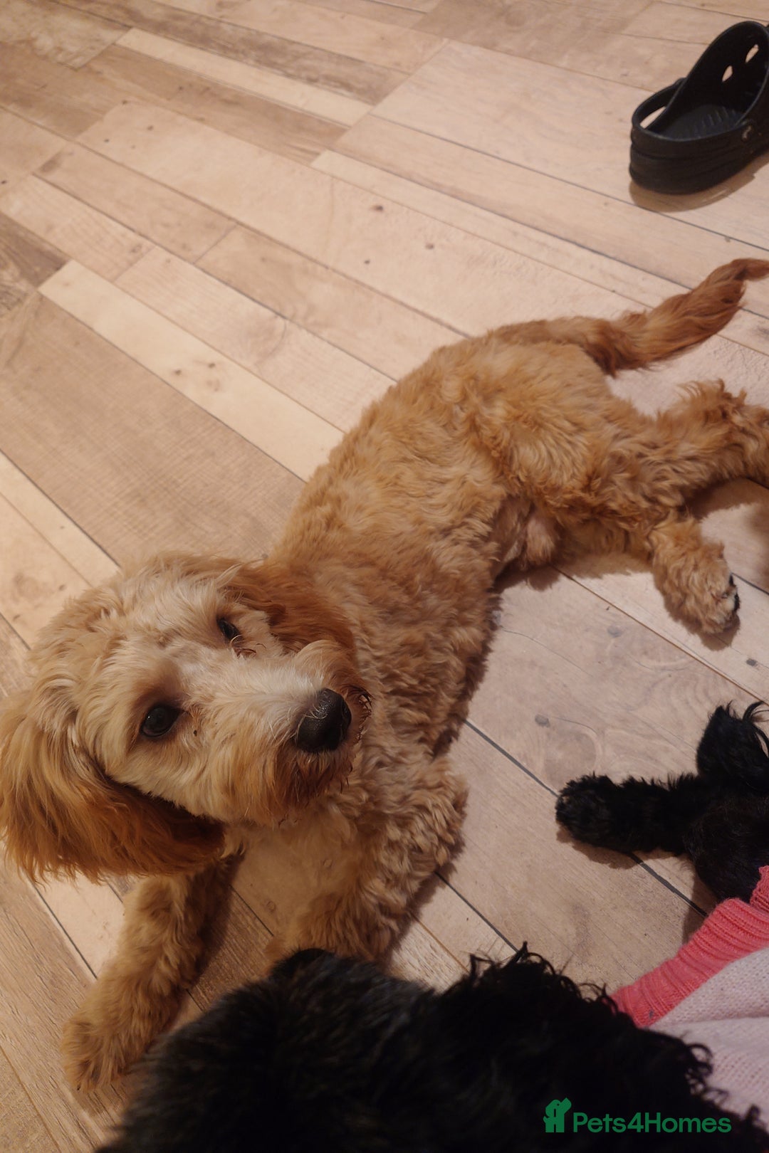 Cockapoo dogs for sale: Boy cockapoo  - Advert 6