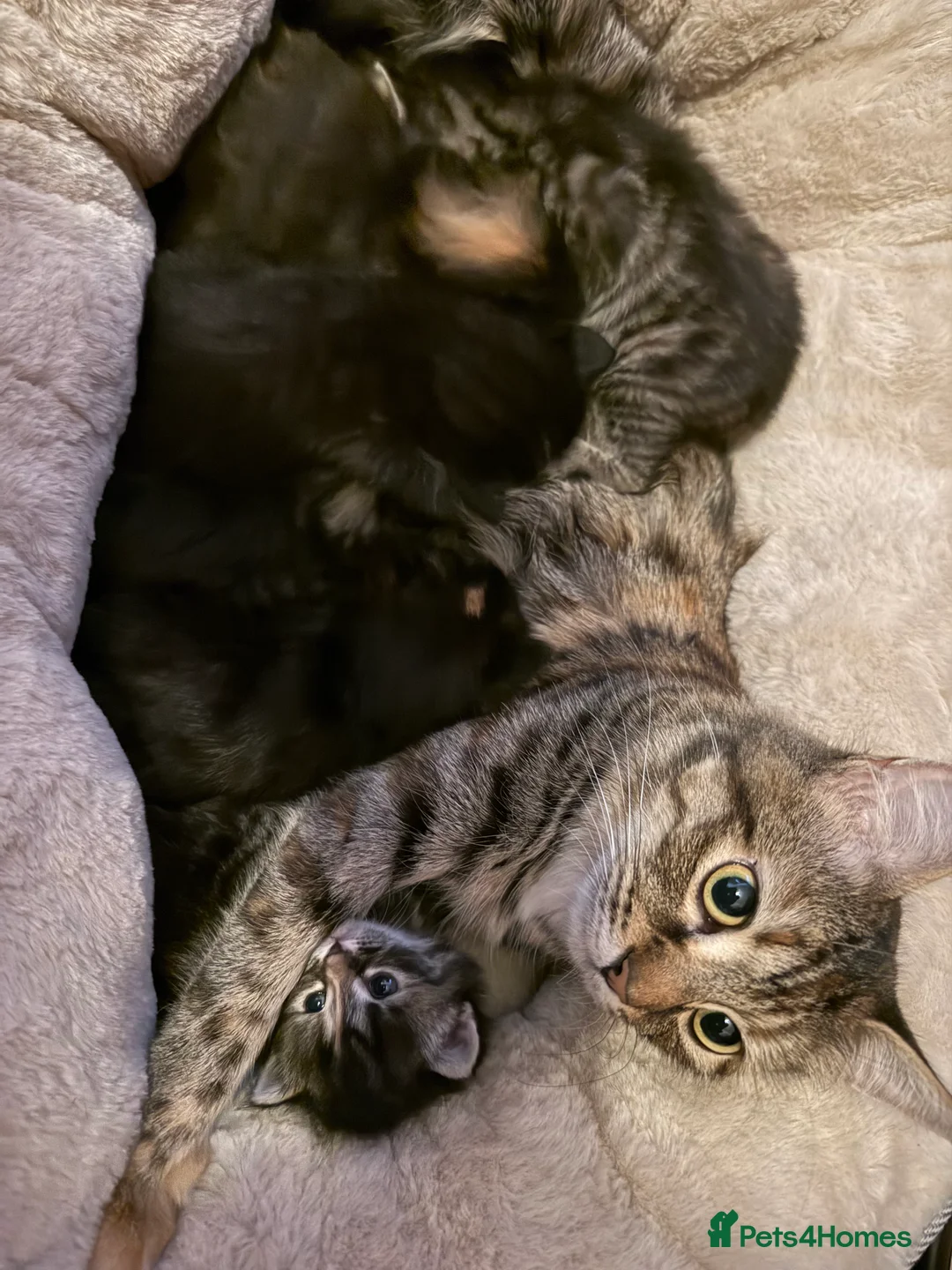 Mixed Breed cats for sale: 5 stunning kittens in need of a loving home - Advert 2