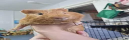 Guinea Pig rodents for sale: Orange guinea pig in London - Advert 2