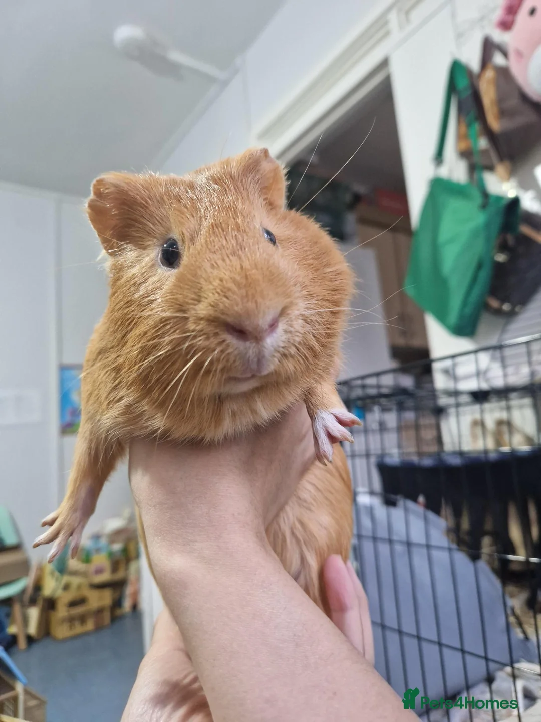 Guinea Pig rodents for sale: Orange guinea pig in London - Advert 2