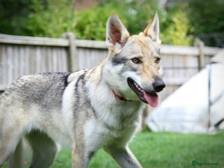 Saarloos Wolfdog dogs - Advert 1