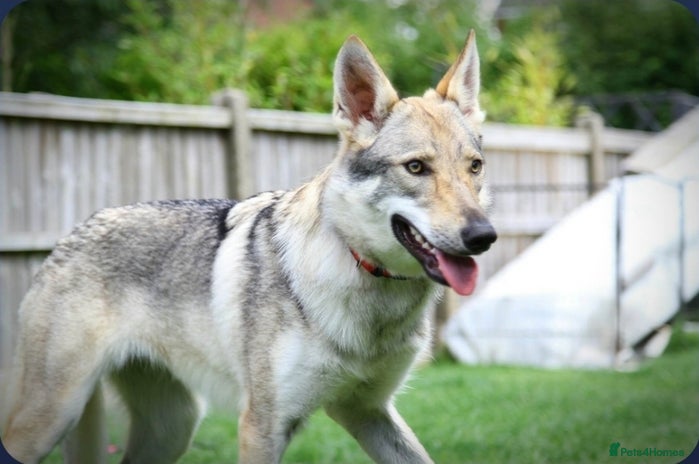 Saarloos Wolfdog dogs - Advert 2