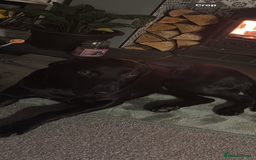 Labrador Retriever dogs for sale: Male Labrador  - Image 4