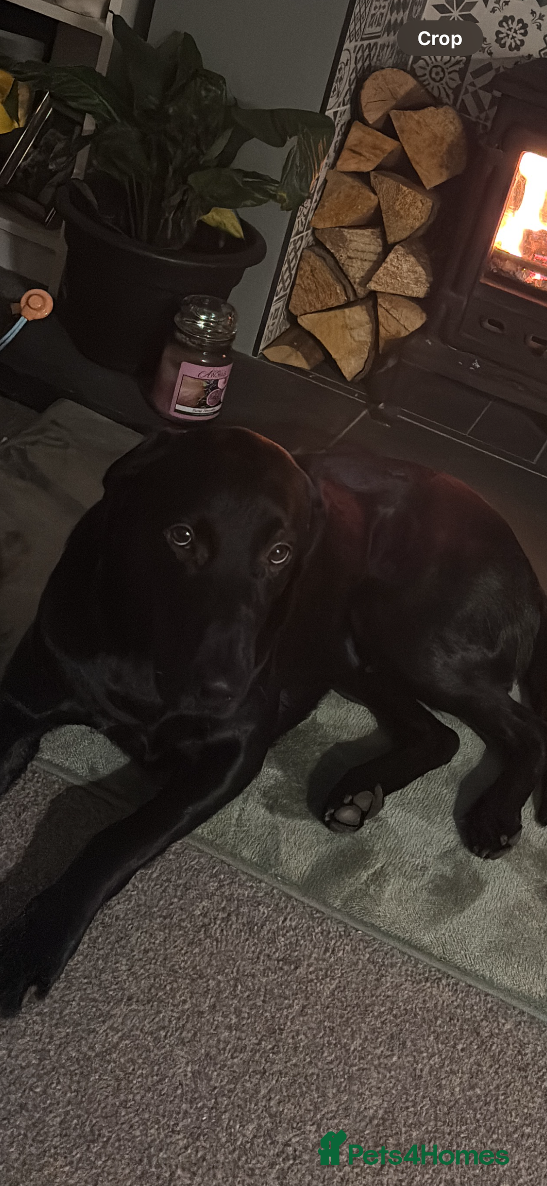 Labrador Retriever dogs for sale: Male Labrador  - Image 4