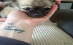 Chihuahua dogs for sale: Long haired chihuahuas READY TO LEAVE NOW. - Image 8