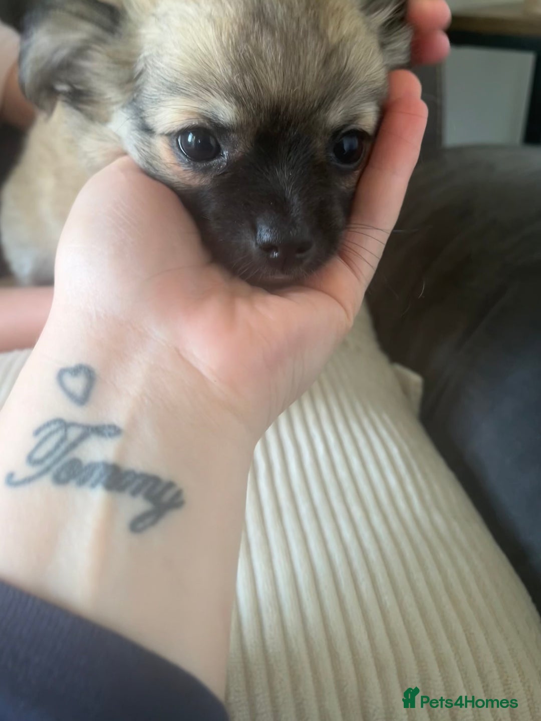 Chihuahua dogs for sale: Long haired chihuahuas READY TO LEAVE NOW. - Image 8