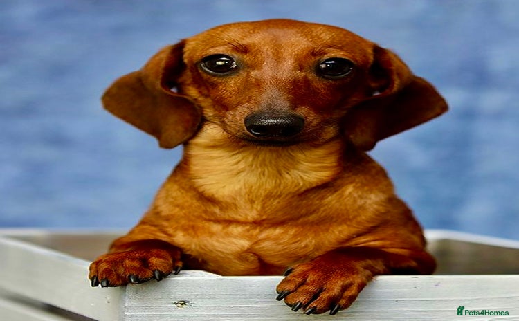 Miniature Dachshund dogs - Advert 9