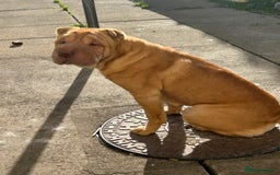Shar Pei dogs for stud: Snoopy female  - Image 3