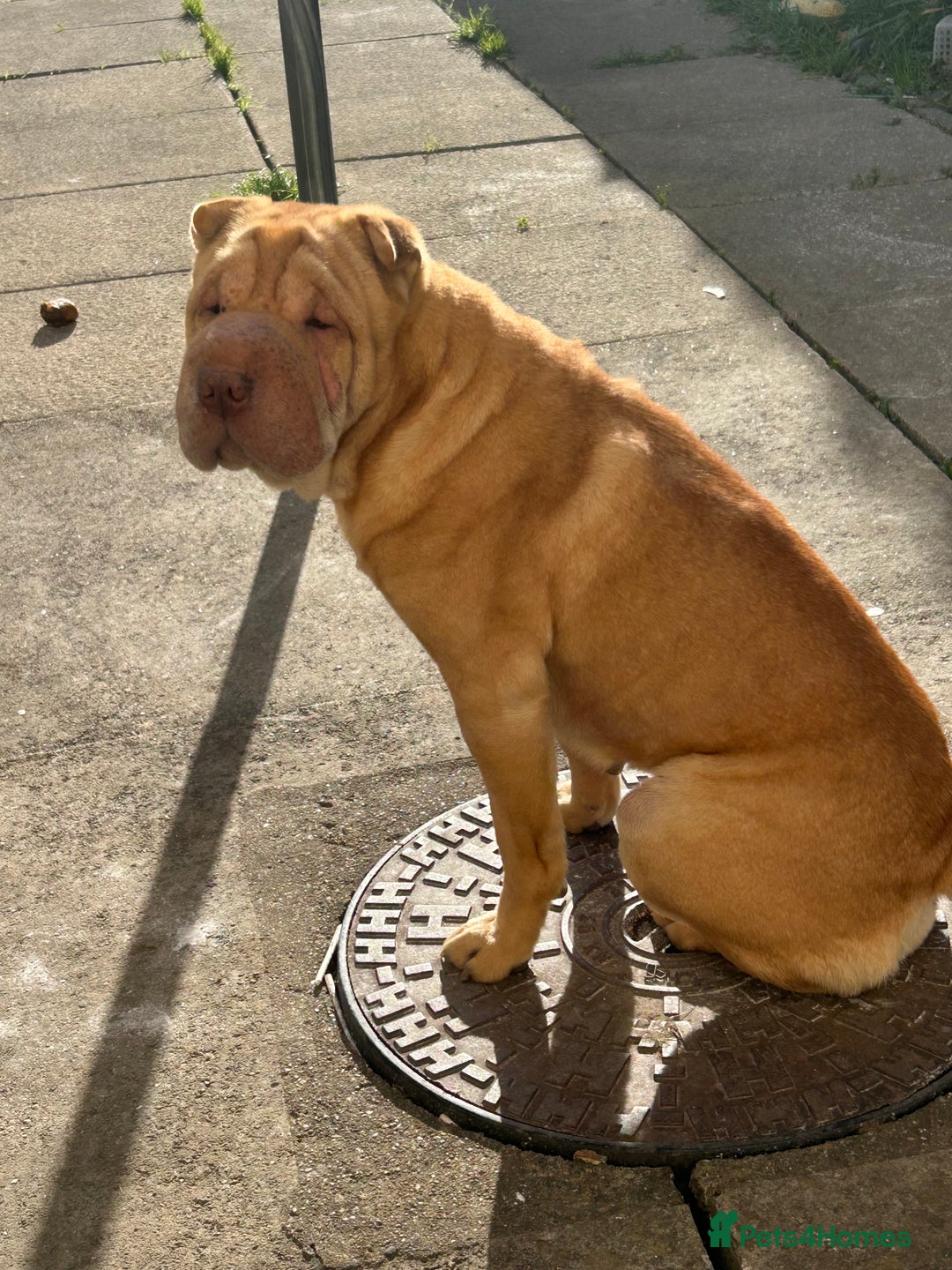 Shar Pei dogs for stud: Snoopy female  - Image 3