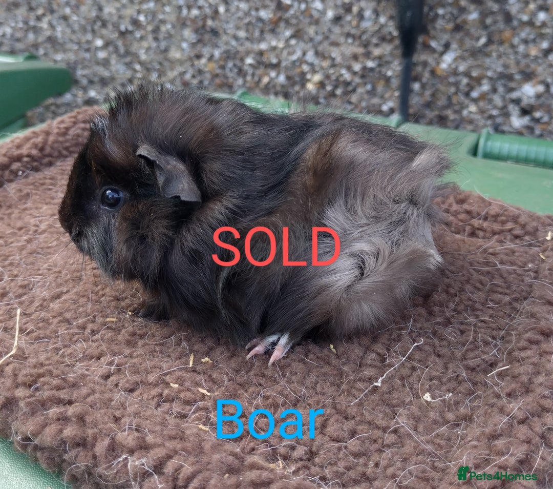 Guinea Pig rodents for sale: Guinea pigs For sale - Image 3