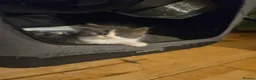 Mixed Breed cats for sale: Fluffy kitten - Advert 6