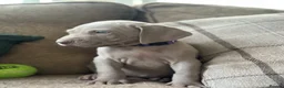 Weimaraner dogs for sale: 🐾Ready Now KC REG SILVER WEIMARANER PUPPIES 🐾 - Advert 24